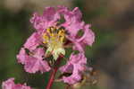 Crapemyrtle